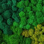 Dekoratif Yosun Uygulamaları (Moss wall decor)